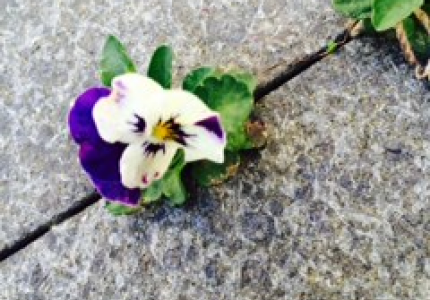 Read more about the article The Tenacity of a Pansy